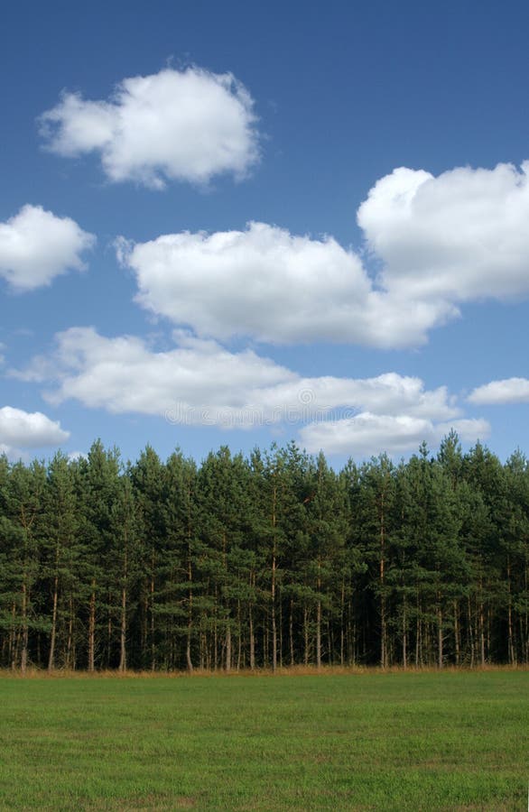 Tree line with cumulus clouds