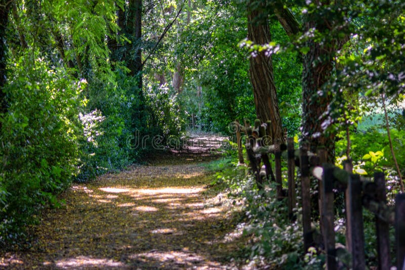 Tree-lined avenue in an afternoon wood. a beautiful landscape suitable for background. stock photo Tree-lined avenue in an afternoon wood. a beautiful landscape suitable for background. stock photo