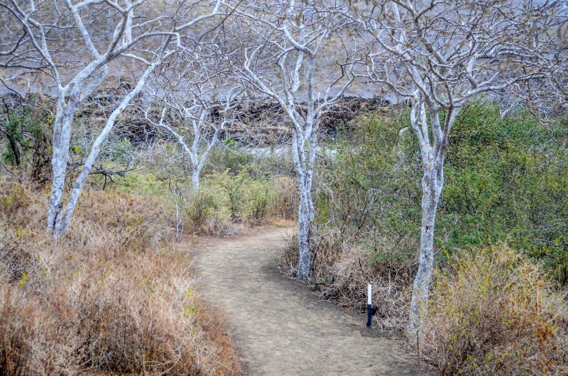 The Tree Lined Lagoon of Cerro Brujo Witch Hill, on San Cristobal