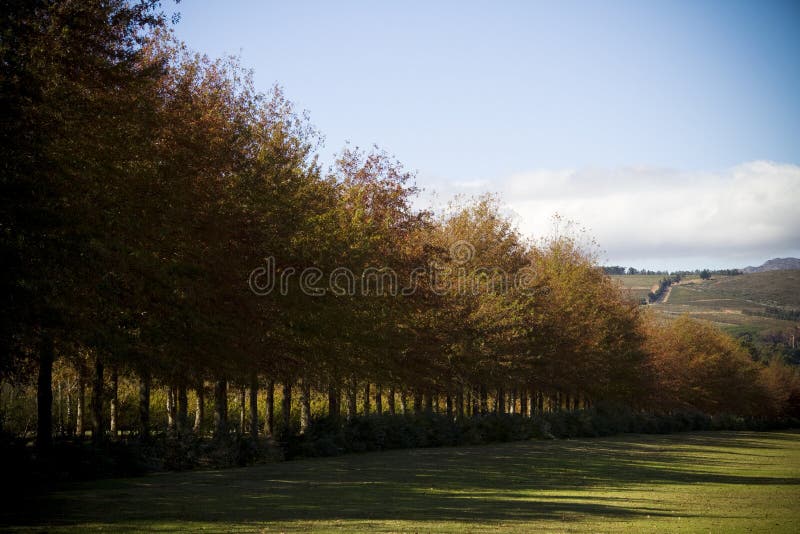 Tree lined lane on a estate farm landscape