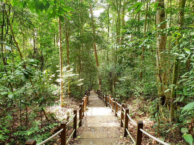 212 Bukit Timah Nature Reserve Singapore Stock Photos - Free & Royalty-Free Stock Photos from Dreamstime 212 Bukit Timah Nature Reserve Singapore Stock Photos - Free & Royalty-Free Stock Photos from Dreamstime