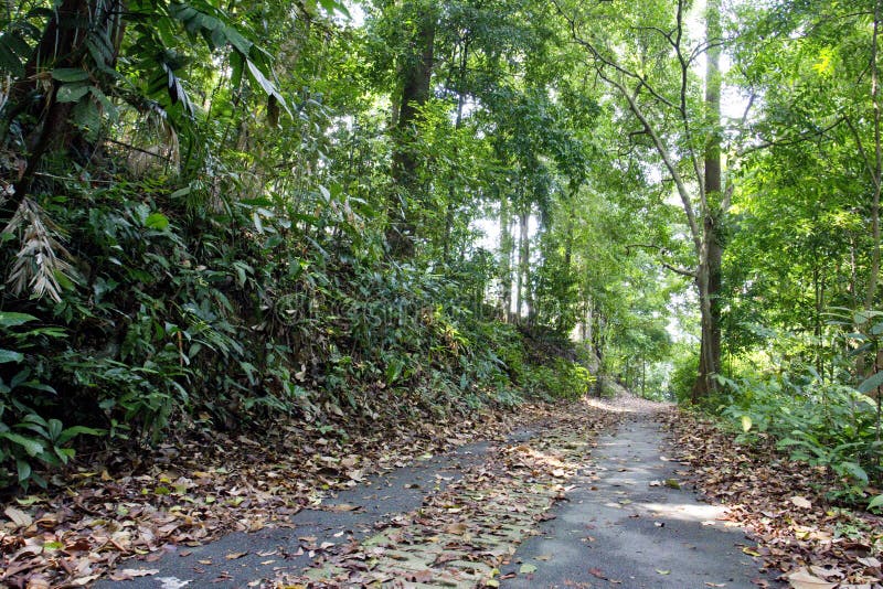 190 Bukit Timah Nature Reserve Singapore - Royalty-Free Photos from Dreamstime