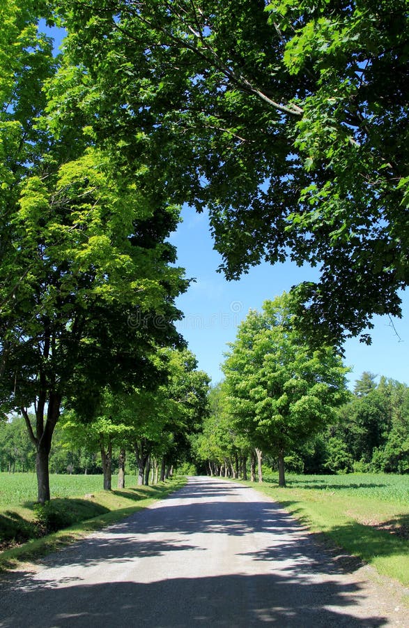 Tree-lined street with leaves shaping a heart over the road