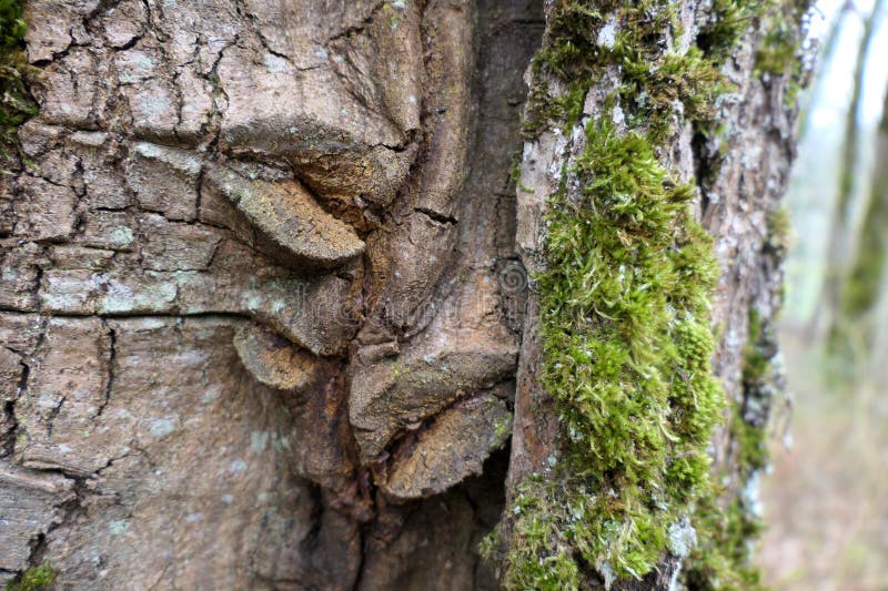 Tree Lips royalty free stock photo