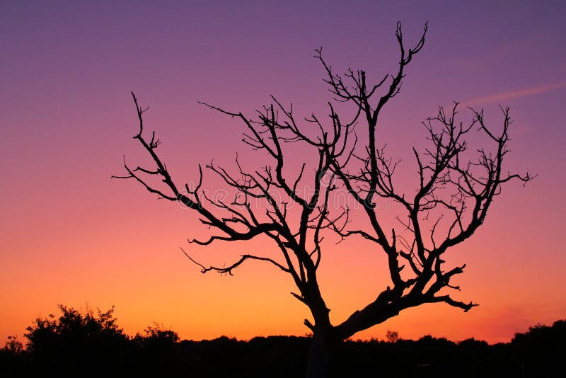 Tree and Lit Colour Sky, Kamenjak Chorwacja zdjęcie royalty free
