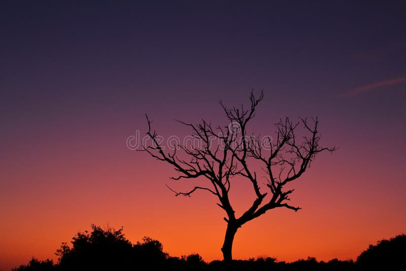 Tree and Lit Colour Sky, Kamenjak Chorwacja obrazy stock
