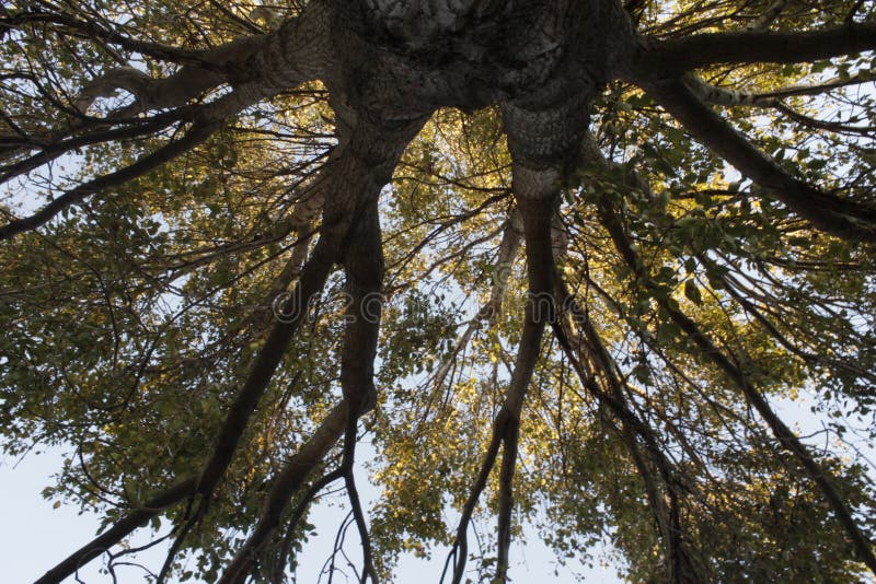 The tree of the live royalty free stock image