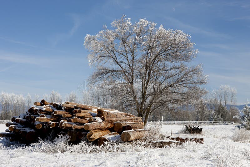 Tree and logs in winter.