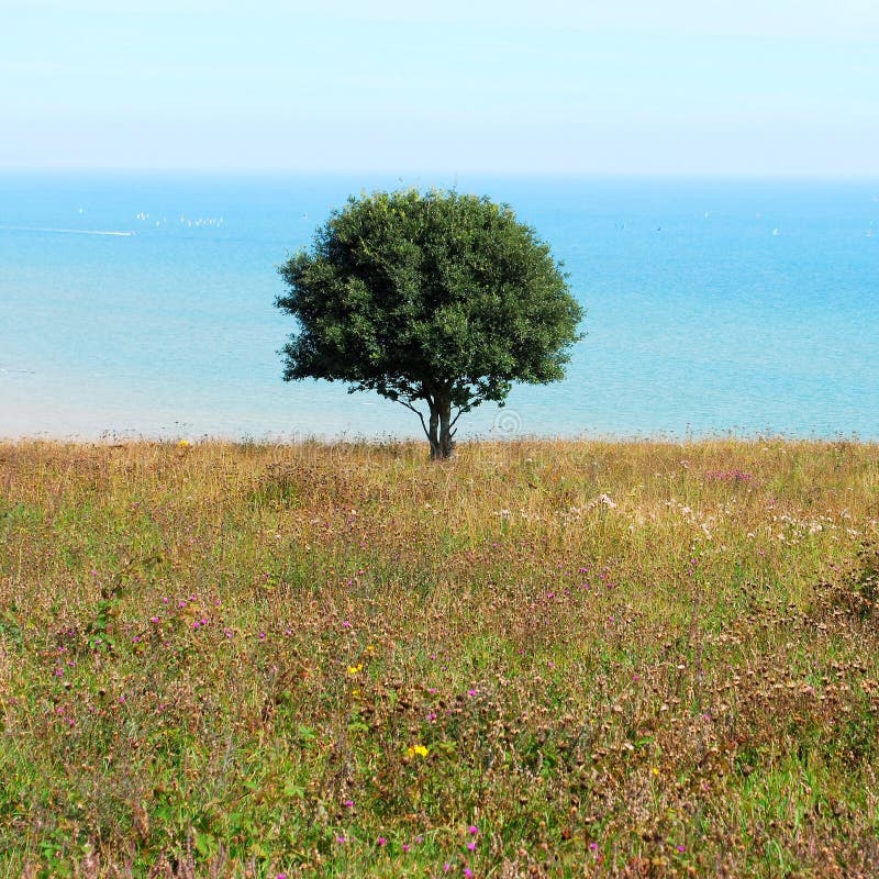 Lonely tree with ocean in background. Tree landcsape stock images, royalty-free photos and pictures