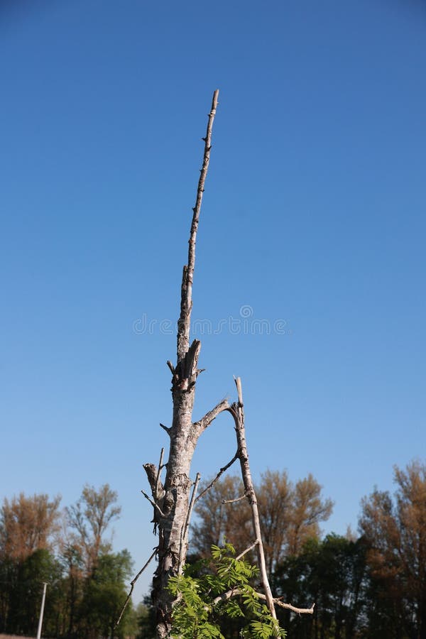 Tree with a long trunk is standing in a field with a clear blue sky royalty free stock photo