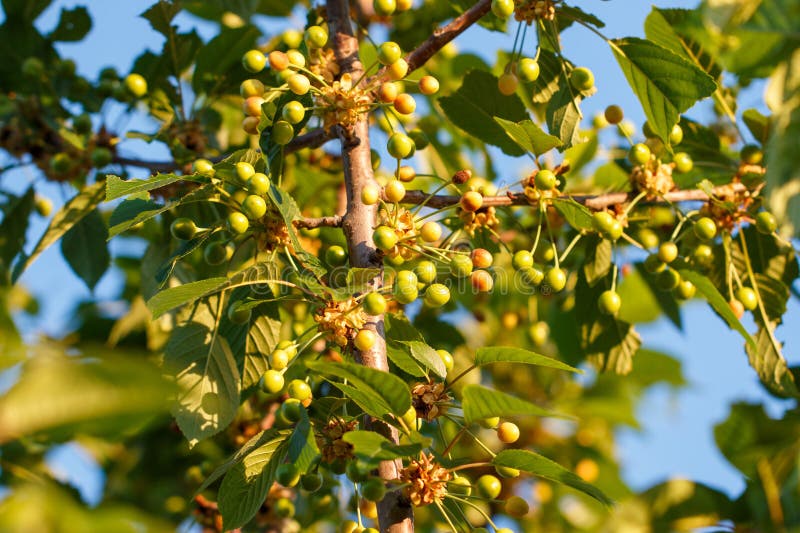 A tree with many green fruits on it stock photos