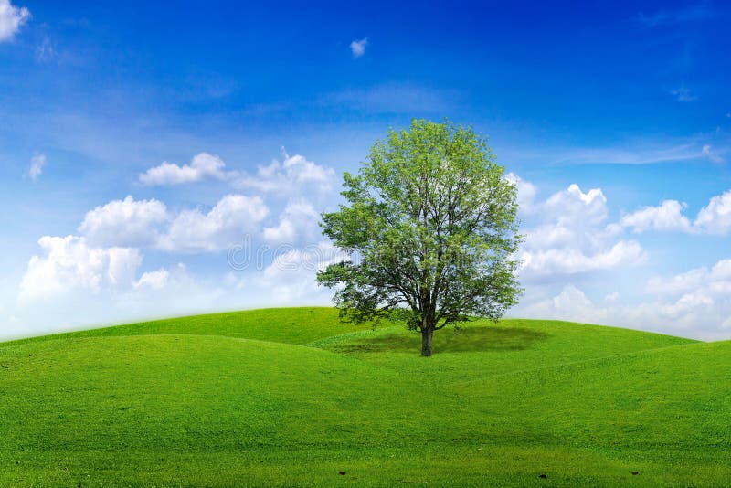 Tree in meadow