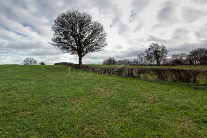 Tree meadow clouds hedge Raeren, Belgium