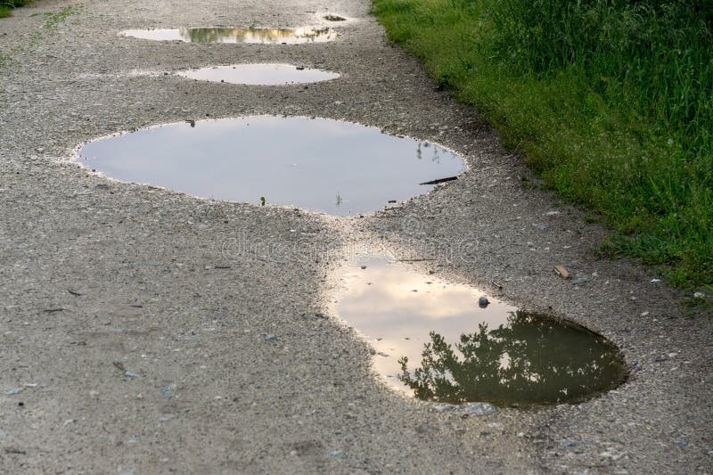 Strom zrkadlený v zrkadle mláky na lúke v prírode.