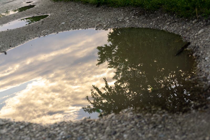 Tree mirrored in the puddle mirror ont he meadow in nature.