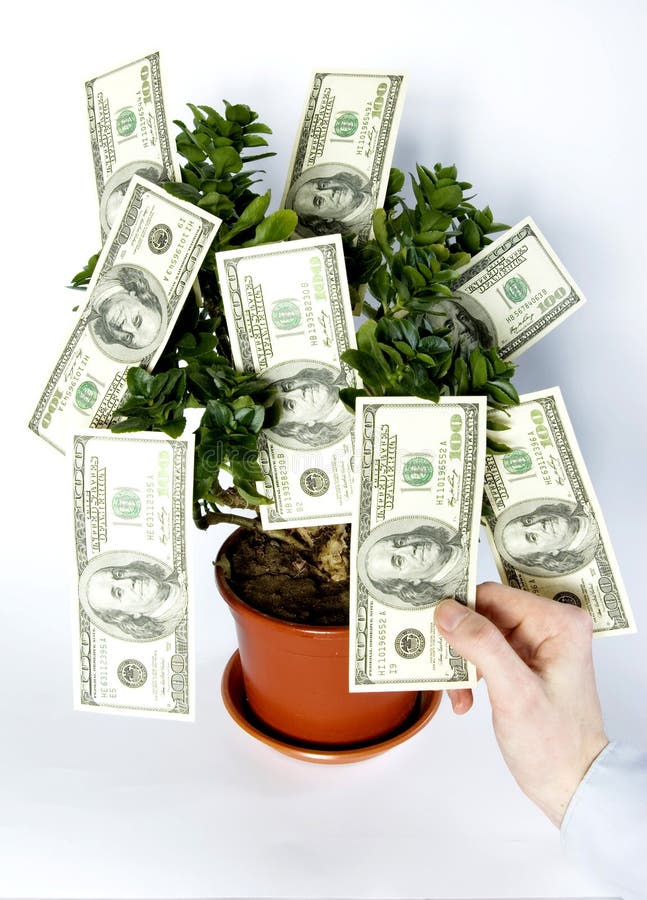 Tree of money royalty free stock images