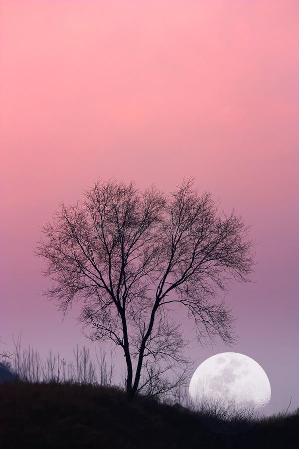 Tree and moon