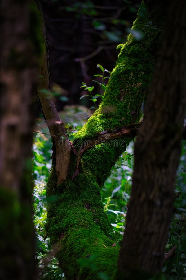 Tree, moss and light in the old wild forest