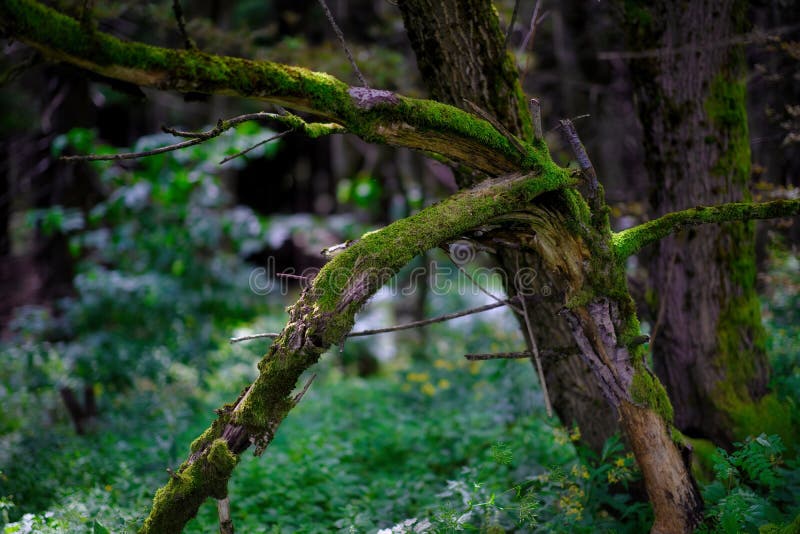 Tree, moss and light in the old wild forest