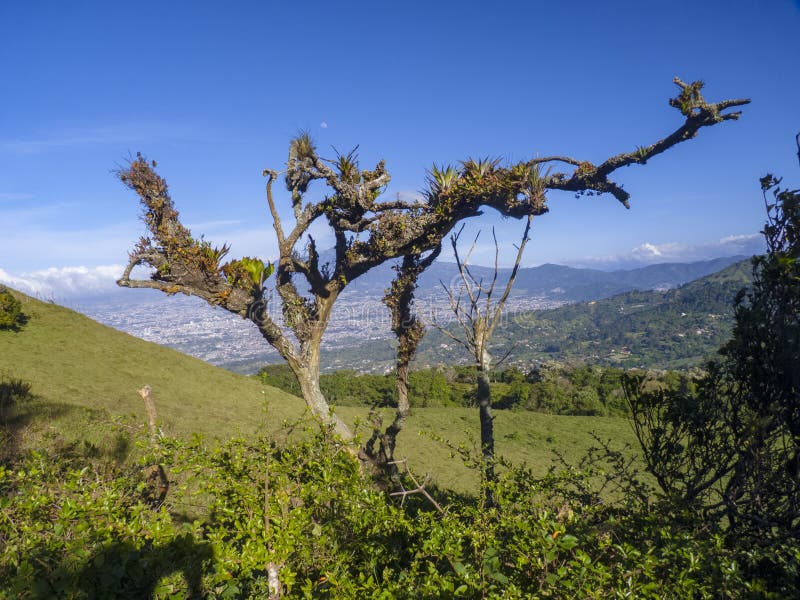 Tree with Moss in the Rainforest in Costa Rica Stock Photo Image of travel, scenery 128326764