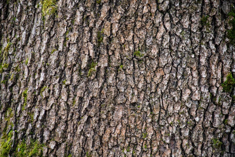 Tree with moss on roots in a green forest or moss on tree trunk. Tree bark with green moss. Azerbaijan nature. royalty free stock photos