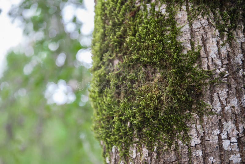 Tree with moss on roots in a green forest or moss on tree trunk. Tree bark with green moss. Azerbaijan nature. royalty free stock image