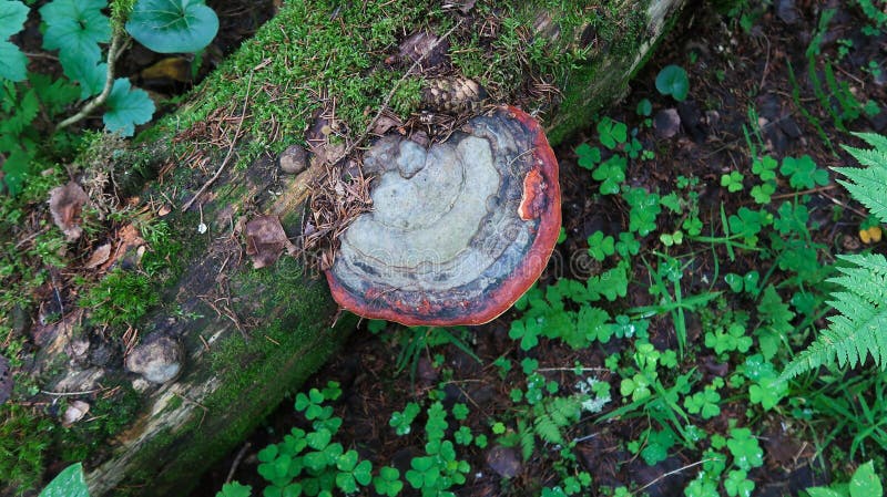 Tree mushroom chaga fungus growing on tree trunk