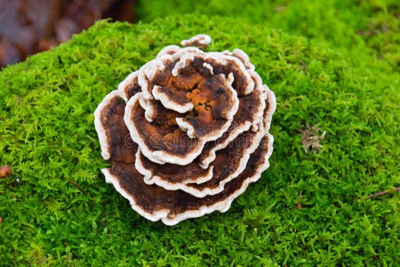 Mushroom with Dry Rose Buds, Rosemary, and Lavender. Stock Image
