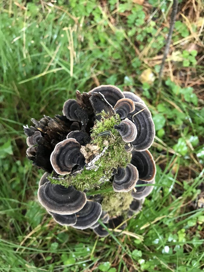 Tree with mushrooms in the autumn forest. moss on trees, grass, stump royalty free stock photos Tree with mushrooms in the autumn forest. moss on trees, grass, stump royalty free stock photos
