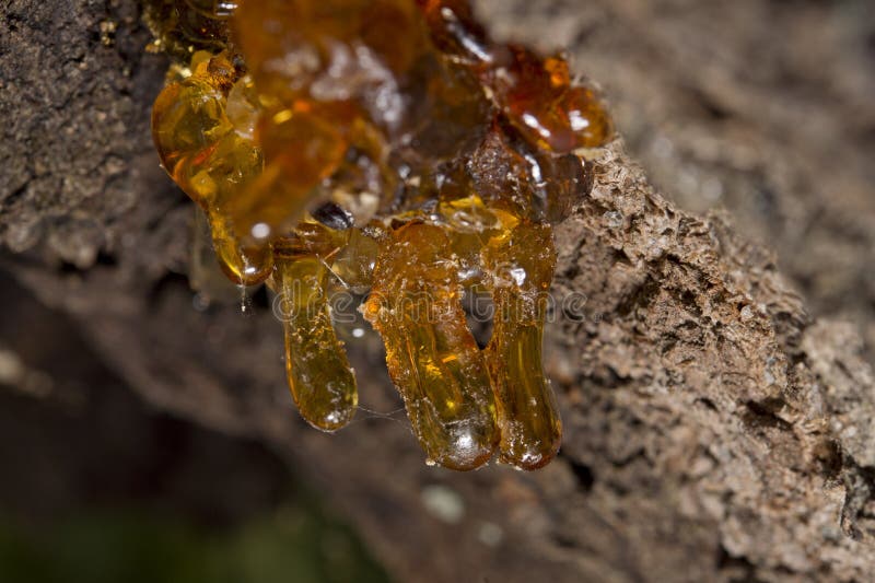 Incense resin benzoin Siam stock image. Image of frankincense 75281947