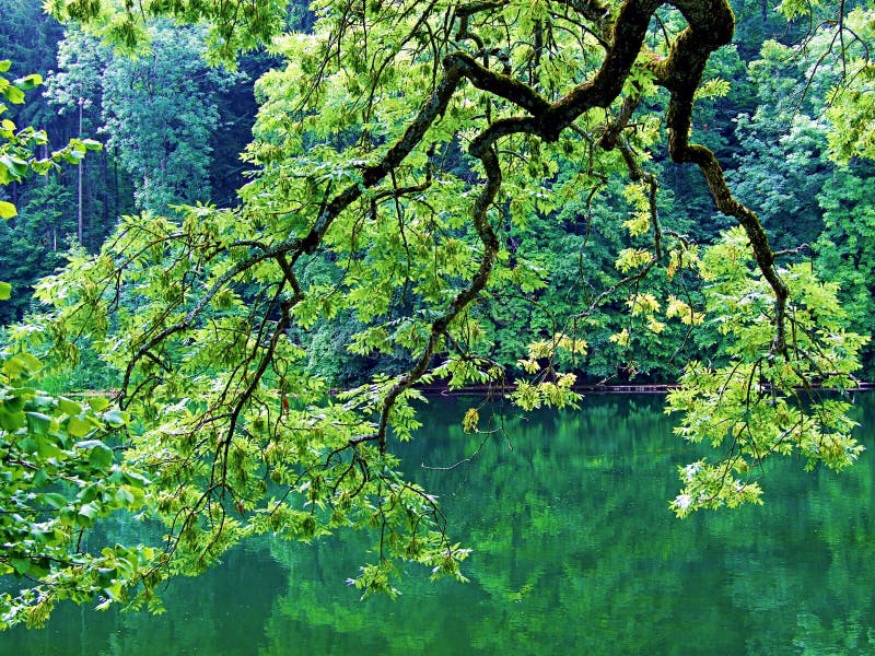 tree, nature, green, trees, forest, spring, landscape, leaves, plant, leaf, water, park, river, sky, sun, branch, summer, flower