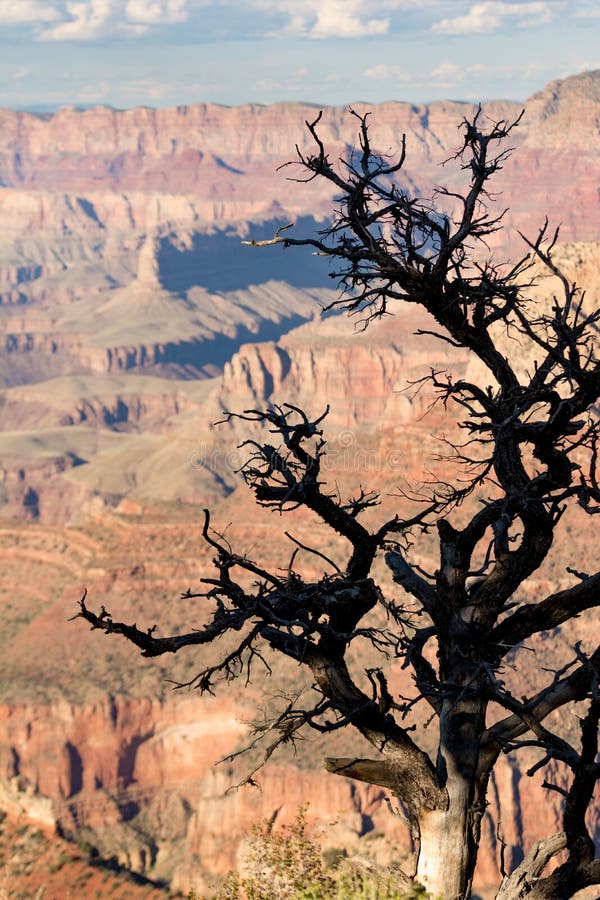 Tree near the Grand Canyon stock photo. Image of sandstone 170024660