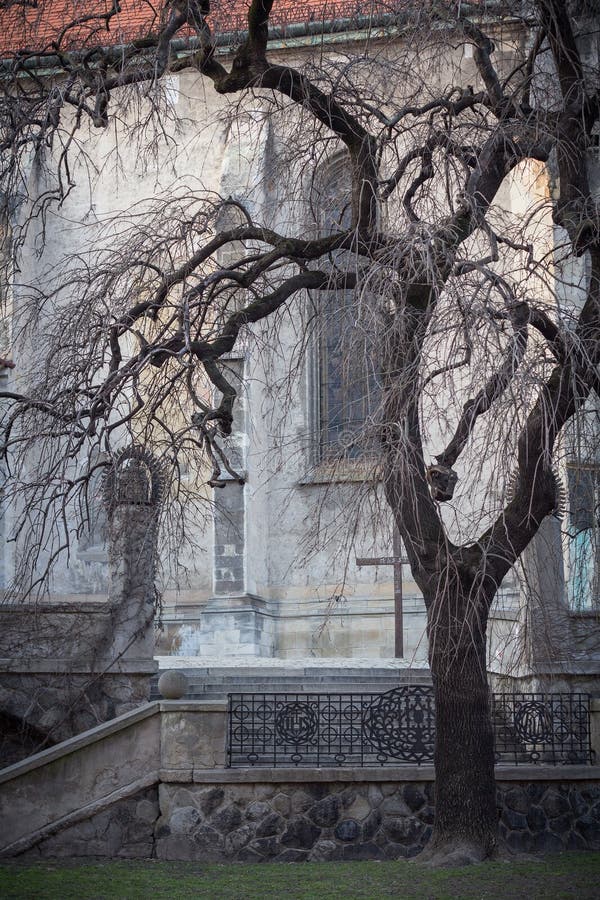 Tree near st. martins cathedral Bratislava