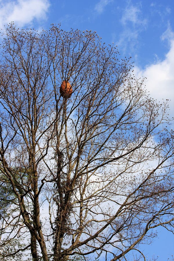 Tree with a nest