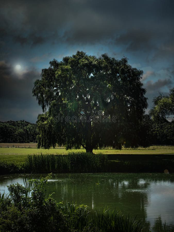 Big Willow Tree On A Meadow Stock Photo Image of nature, landscape