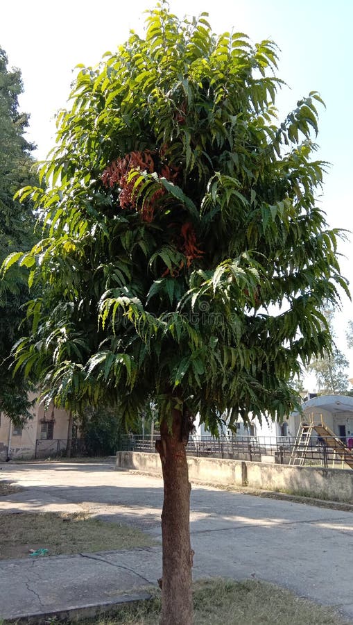 Ashoka tree stock image. Image of legume, asoca, areas 48551719