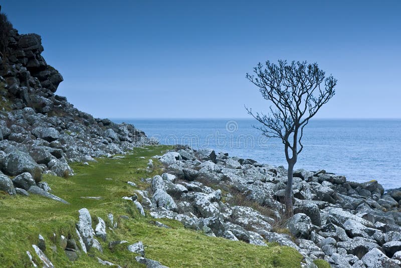 A tree in Northern Ireland stock photo. Image of green 19334758