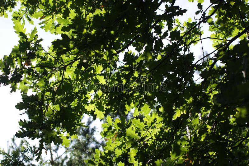 Tree oak for brooms stock photo. Image of tree, brooms 83074376