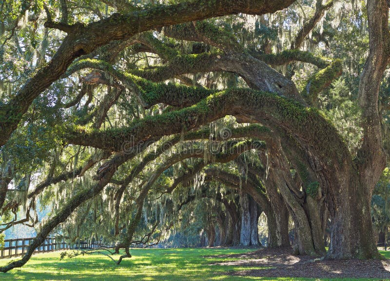 Oak Tree