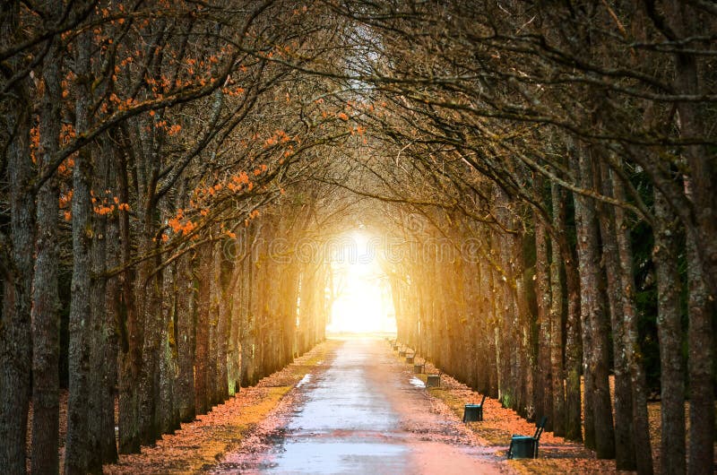 Tree Oaks Tunnel around the darkness, and the light at the end of the tunnel spring and the road.