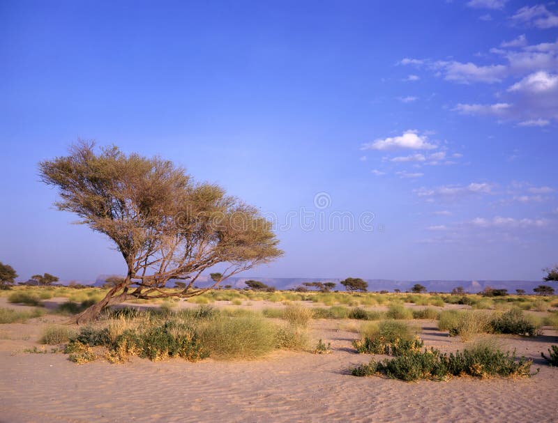 Oasis between Marib and Seyun