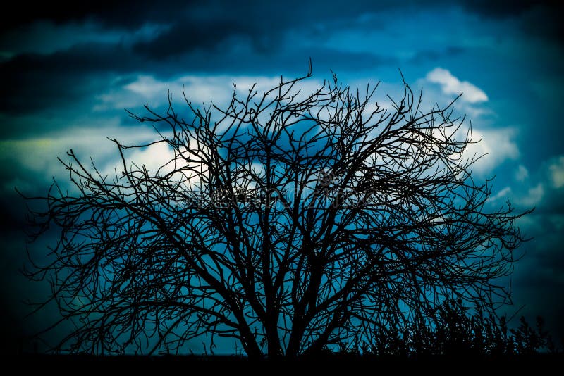 Tree royalty free stock images Tree royalty free stock images
