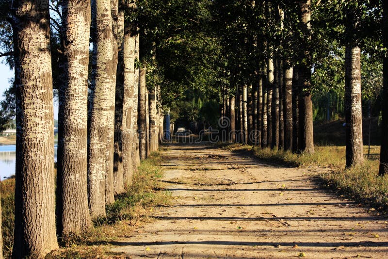 Tree open road