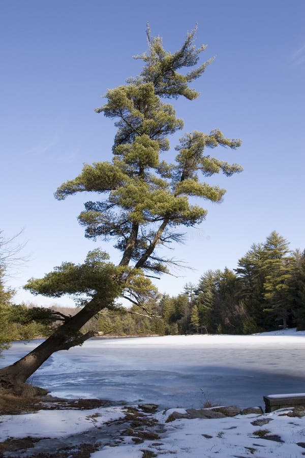 Tree over frozen lake