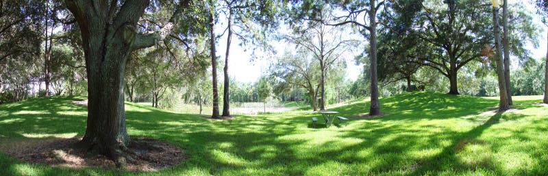 Scenic panoramic of a grassy area with trees, and sunlight shining on the ground through the trees. Scenic panoramic of a grassy area with trees, and sunlight shining on the ground through the trees.