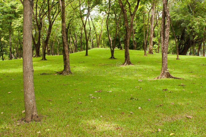 Tree in the park