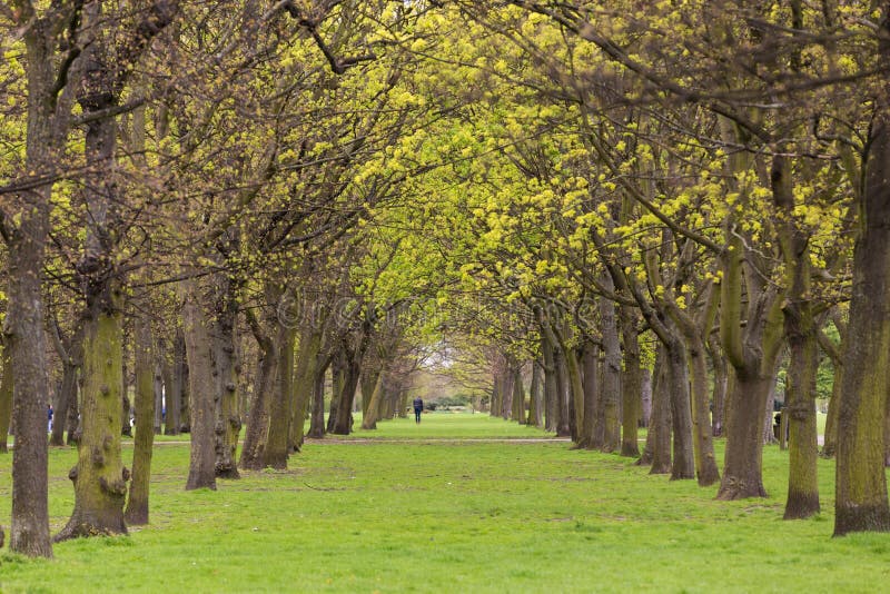 Tree park alley