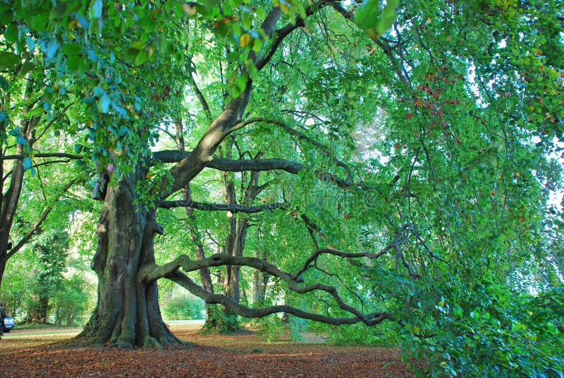 Tree in a park in Kreuzlingen