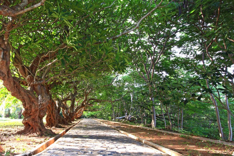 Tree pathway