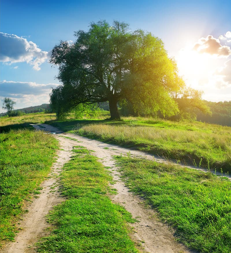 Tree pathways